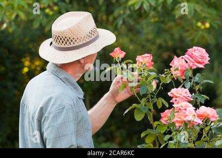 Uomo maturo o giardiniere guardando una rosa in giardino - fuoco selettivo sulla rosa e la testa Foto Stock