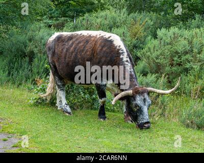 Magnifica mucca inglese longhorn che pascolano su un'erba Foto Stock