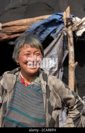 Bhutan, Passo di Lawala. Secondo passo di montagna più alto nel Bhutan (3,000 metri / oltre 10,000 piedi) Lone nomade mandria di yak femmina. Foto Stock