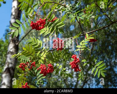 Guardando in su alle bacche rosse e alle foglie verdi in un albero di rowan con uno sfondo blu cielo Foto Stock