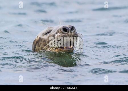 Primo piano testa di una foca grigia atlantica (Halichoerus grypus) selvaggia, che si affaccia sul mare al largo della costa del Pembrokeshire, Regno Unito. Foto Stock