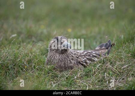 Grande Skua seduta su un nido in una torbiera a Hermaness, Unst, Shetland, Regno Unito Foto Stock