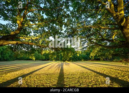 Alberi di quercia in Harvington Park, Beckenham, Kent. Le querce gettano lunghe ombre sull'erba al tramonto. Foto Stock