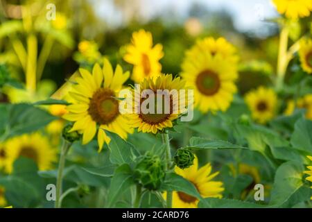 I girasoli gialli luminosi si levano in piedi alti contro un cielo blu e forniscono polline per le api in un giardino. Foto Stock