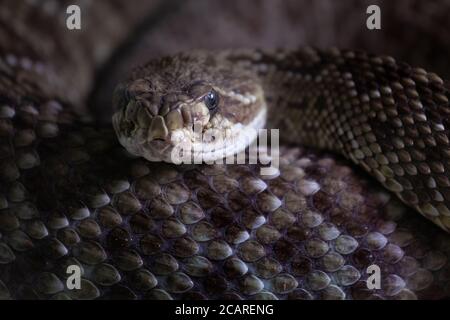 Rattlesnake messicano della costa occidentale. Crotalus basiliscus. Foto Stock