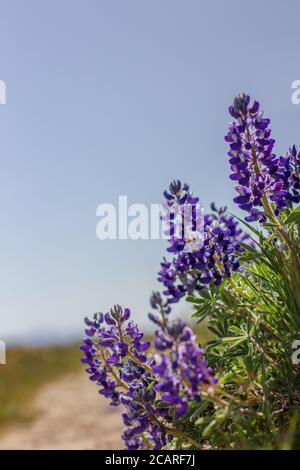 Bella miscela di fiori di radice di lupino e balsamo che crescono su un paesaggio arbusto steppa in tarda primavera e all'inizio dell'estate nello stato di Washington. Foto Stock