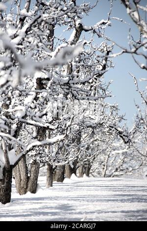 Alberi ricoperti di neve in un meleto con neve a terra e cielo blu Foto Stock
