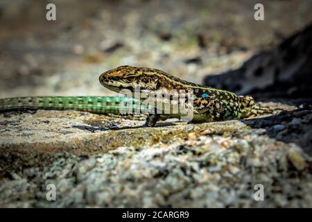 Tirreno Muro Lizard nelle montagne della Corsica Foto Stock