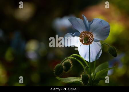 Papaveri blu dell'Himalaya in luce del sole appicante in esposizione nella parte del giardino giapponese dei giardini Butchart a BC, Canada. Foto Stock