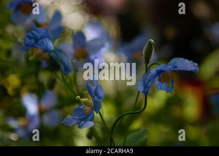 Papaveri blu dell'Himalaya in luce del sole appicante in esposizione nella parte del giardino giapponese dei giardini Butchart a BC, Canada. Foto Stock