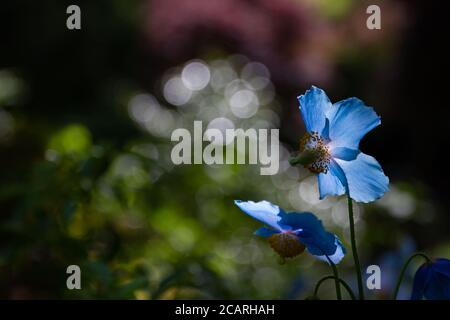 Papaveri blu dell'Himalaya in luce del sole appicante in esposizione nella parte del giardino giapponese dei giardini Butchart a BC, Canada. Foto Stock