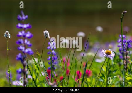 Varietà di fiori selvatici colorati e luminosi prati alpini fioriscono nell'erba verde che circonda il lago Tipsoo sulla Naches Peak Loop Trail al Chinook Pass. Foto Stock