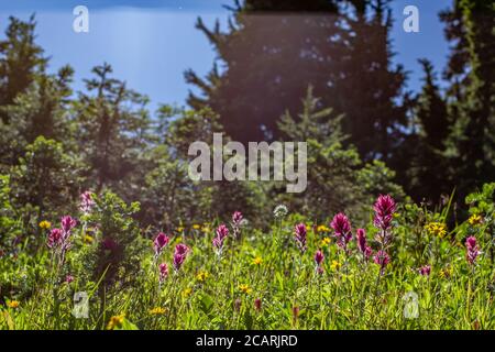 I fiori di pennello magenta crescono in primavera nei prati alpini del Parco Nazionale del Monte Rainier. Foto Stock