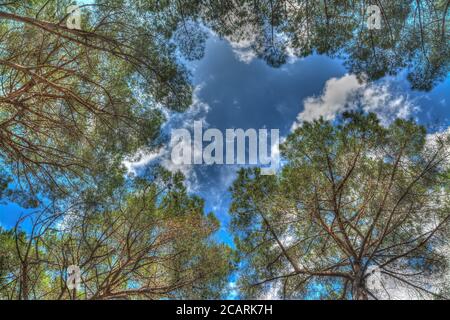 alberi di pino sotto un cielo blu con nuvole viste da la terra Foto Stock
