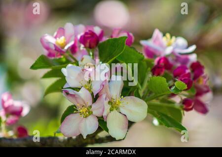 L'albero di Apple fiorisce su un albero. Bellissimi fiori rosa e bianchi di diverse forme Foto Stock