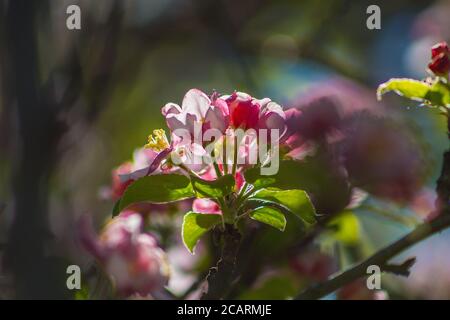 L'albero di Apple fiorisce su un albero. Bellissimi fiori rosa e bianchi di diverse forme Foto Stock