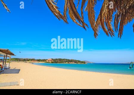 rami di palma presso la riva di Porto Pollo, Sardegna Foto Stock