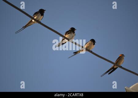 I deglutelli sono seduti sui fili e appoggiati contro il cielo blu. Foto Stock