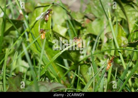 Sciabe formiche Re e Regina innescate da alta temperatura dopo la pioggia estiva il giorno prima, scalando le lame d'erba per prendere il volo, Lasius niger Foto Stock