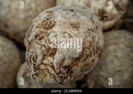 Tubero di sedano, verdure crude dal mercato, prodotti freschi di fattoria, cibo biologico. Foto macro Foto Stock