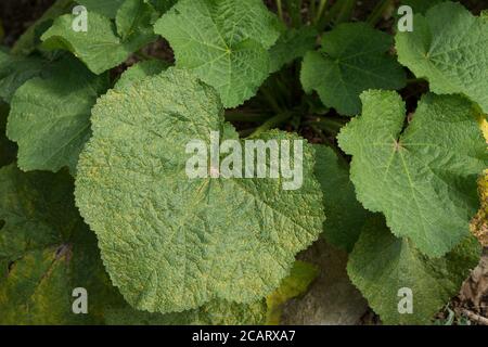 La ruggine di Hollyhock causata dal fungo Puccinia eterospora o da P.malvacearum inferiore foglie di piante a foglia larga coperte di malattia rife caldo condizioni umide Foto Stock