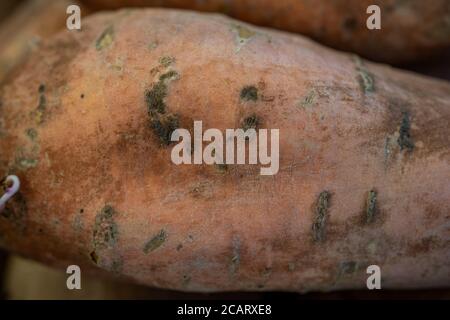 Patate dolci biologiche. Patate dolci intere crude Yams, verdure fresche sane di radice. Foto macro Foto Stock