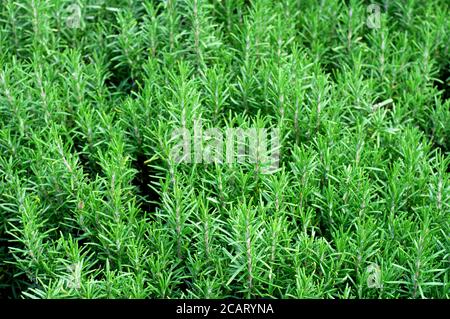 Cespugli di rosmarino. Erbe piccanti per la cucina. Sfondo floreale verde. Foto Stock