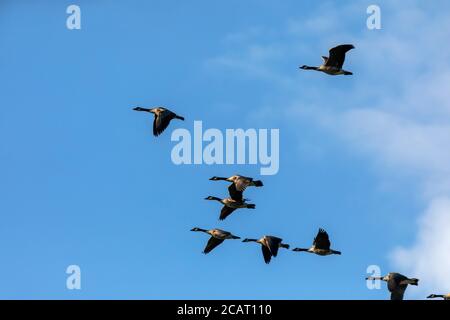 Gregge di oche canadesi in volo Foto Stock