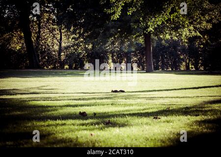 Splendido scenario di scoiattoli in un parco con molti alberi a Schonbrunn, Vienna Foto Stock