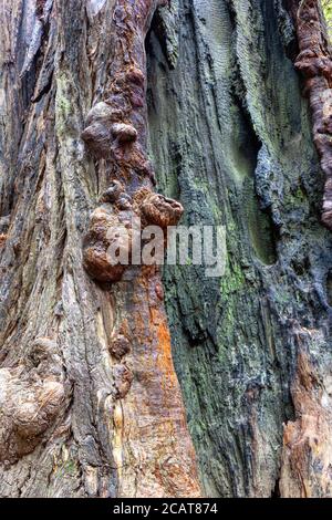 Vista ravvicinata sulla corteccia di un albero di sequoia nel Redwood National Park, California Foto Stock