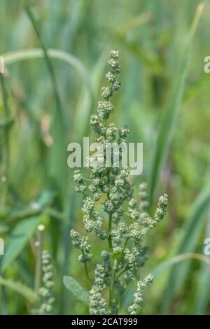 Chiudi shot Fat-Hen / Chenopodium album flowerhead. Erbacce agricole che è commestibile e una volta è stato usato come cibo. Ora un foraged cibo selvaggio di sopravvivenza Foto Stock