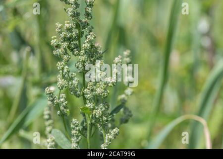 Chiudi shot Fat-Hen / Chenopodium album flowerhead. Erbacce agricole che è commestibile e una volta è stato usato come cibo. Ora un foraged cibo selvaggio di sopravvivenza Foto Stock