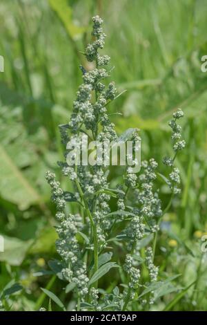 Chiudi shot Fat-Hen / Chenopodium album flowerhead. Erbacce agricole che è commestibile e una volta è stato usato come cibo. Ora un foraged cibo selvaggio di sopravvivenza Foto Stock