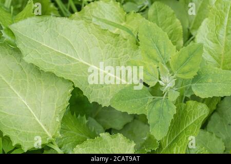 Close shot di foglie di 2 comuni erbacce agricole - Fat-Hen / Chenopodium album, & Broad-Leaved Dock / Rumex oblusifolius. Entrambi possono essere mangiati. Foto Stock