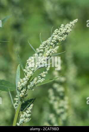 Chiudi shot Fat-Hen / Chenopodium album flowerhead. Erbacce agricole che è commestibile e una volta è stato usato come cibo. Ora un foraged cibo selvaggio di sopravvivenza Foto Stock