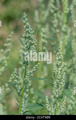 Chiudi shot Fat-Hen / Chenopodium album flowerhead. Erbacce agricole che è commestibile e una volta è stato usato come cibo. Ora un foraged cibo selvaggio di sopravvivenza Foto Stock