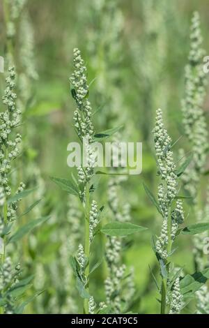 Chiudi shot Fat-Hen / Chenopodium album flowerhead. Erbacce agricole che è commestibile e una volta è stato usato come cibo. Ora un foraged cibo selvaggio di sopravvivenza Foto Stock