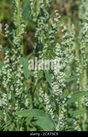 Chiudi shot Fat-Hen / Chenopodium album flowerhead. Erbacce agricole che è commestibile e una volta è stato usato come cibo. Ora un foraged cibo selvaggio di sopravvivenza Foto Stock