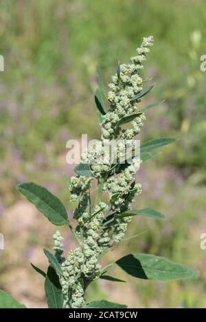 Chiudi shot Fat-Hen / Chenopodium album flowerhead. Erbacce agricole che è commestibile e una volta è stato usato come cibo. Ora un foraged cibo selvaggio di sopravvivenza Foto Stock