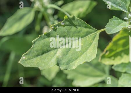 Chiudi shot di Fat-Hen / Chenopodium album. Erbacce agricole che è commestibile e una volta è stato usato regolarmente come cibo. Ora un foraged cibo selvaggio di sopravvivenza Foto Stock