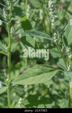 Chiudi shot di Fat-Hen / Chenopodium album. Erbacce agricole che è commestibile e una volta è stato usato regolarmente come cibo. Ora un foraged cibo selvaggio di sopravvivenza Foto Stock