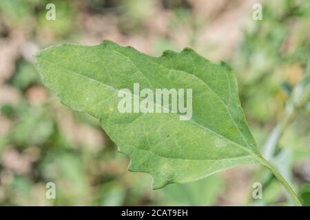 Chiudi shot di Fat-Hen / Chenopodium album. Erbacce agricole che è commestibile e una volta è stato usato regolarmente come cibo. Ora un foraged cibo selvaggio di sopravvivenza Foto Stock