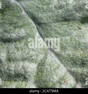 Macro shot di tessuto superficiale di foglie vagamente downy del Thistle / Onopordum acanthium di Scot in piena luce del sole. Foglia 'trichomes' proteggere la pianta. Foto Stock