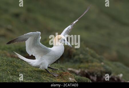 Northern Gannet si prepara a prendere il volo, Hermaness, Unst, Shetland, UK Foto Stock