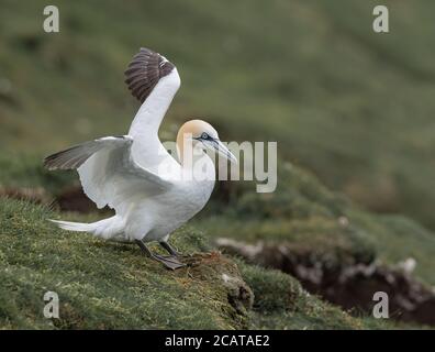 Northern Gannet si prepara a prendere il volo, Hermaness, Unst, Shetland, UK Foto Stock