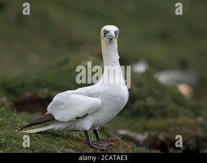 Northern Gannet si prepara a prendere il volo, Hermaness, Unst, Shetland, UK Foto Stock