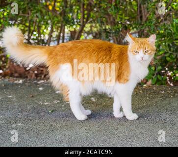 primo piano di un gatto bianco e arancione Foto Stock