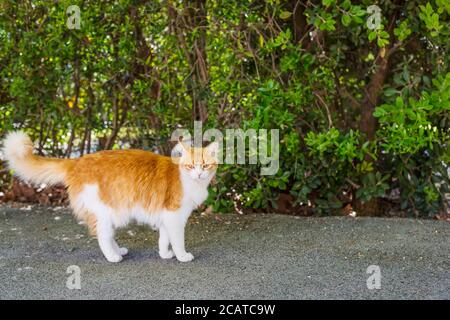 primo piano di un gatto bianco e arancione Foto Stock