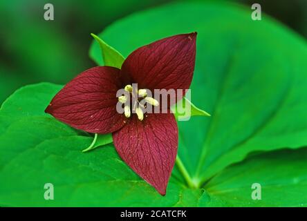 Red trillium o wake robin primo piano Foto Stock