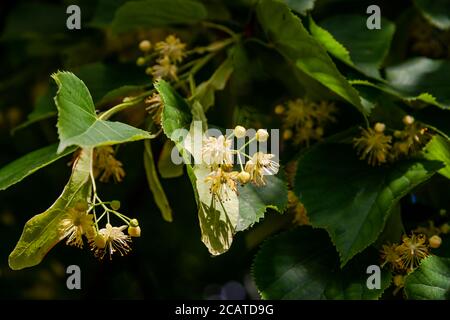Fiori di Linden sull'albero Foto Stock